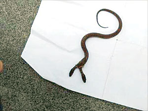 20111103 누룩뱀 이두체.jpg 탄생확률 10만분의 1… 머리 둘달린 ‘雙頭蛇’ 발견 